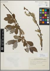 Foto von Salix myrsinifolia Salisb.